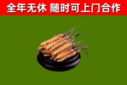 巴林左旗烟酒回收冬虫夏草.jpg